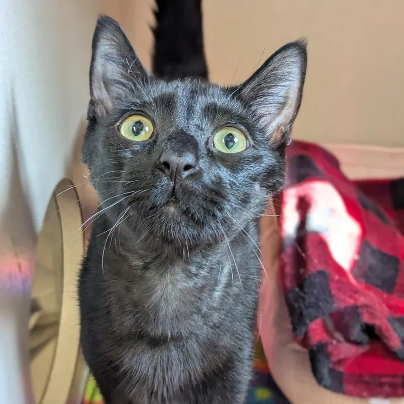 Salem thumbnail 5