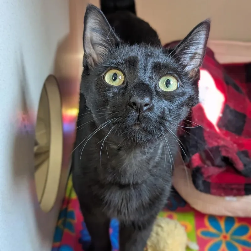 Salem thumbnail 6