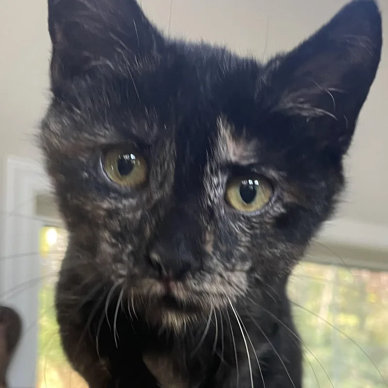 A young medium-sized female Domestic Short Hair cat named Butterfly for adoption in Lititz, PA