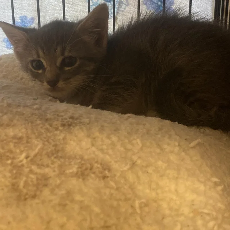 Melba Kay thumbnail 2