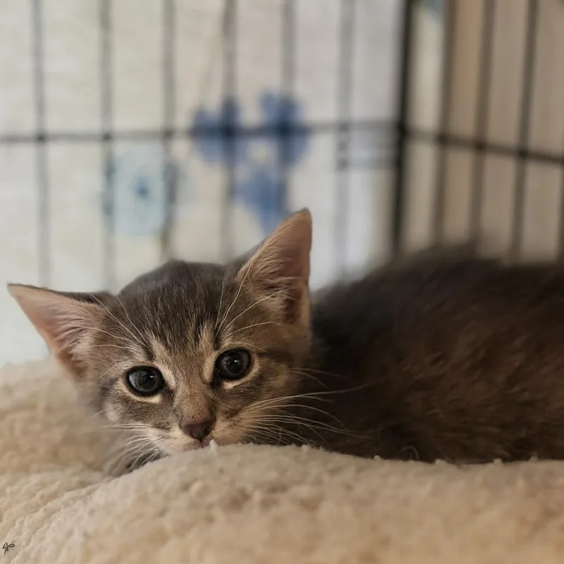 Melba Kay thumbnail 4