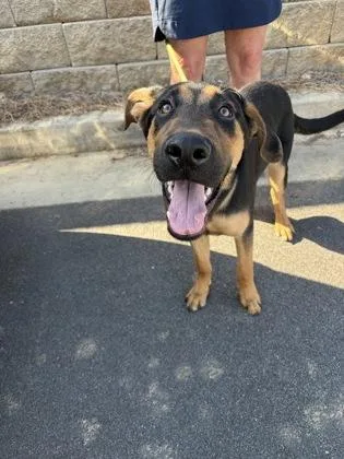 A young medium-sized male Mixed Breed dog named Buckeye for adoption in Atlanta, GA