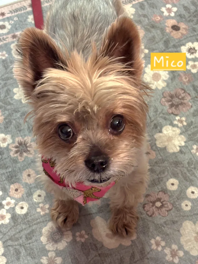 An adult small-sized male Brown / Chocolate Yorkshire Terrier dog named Mico for adoption in Yorba Linda, CA