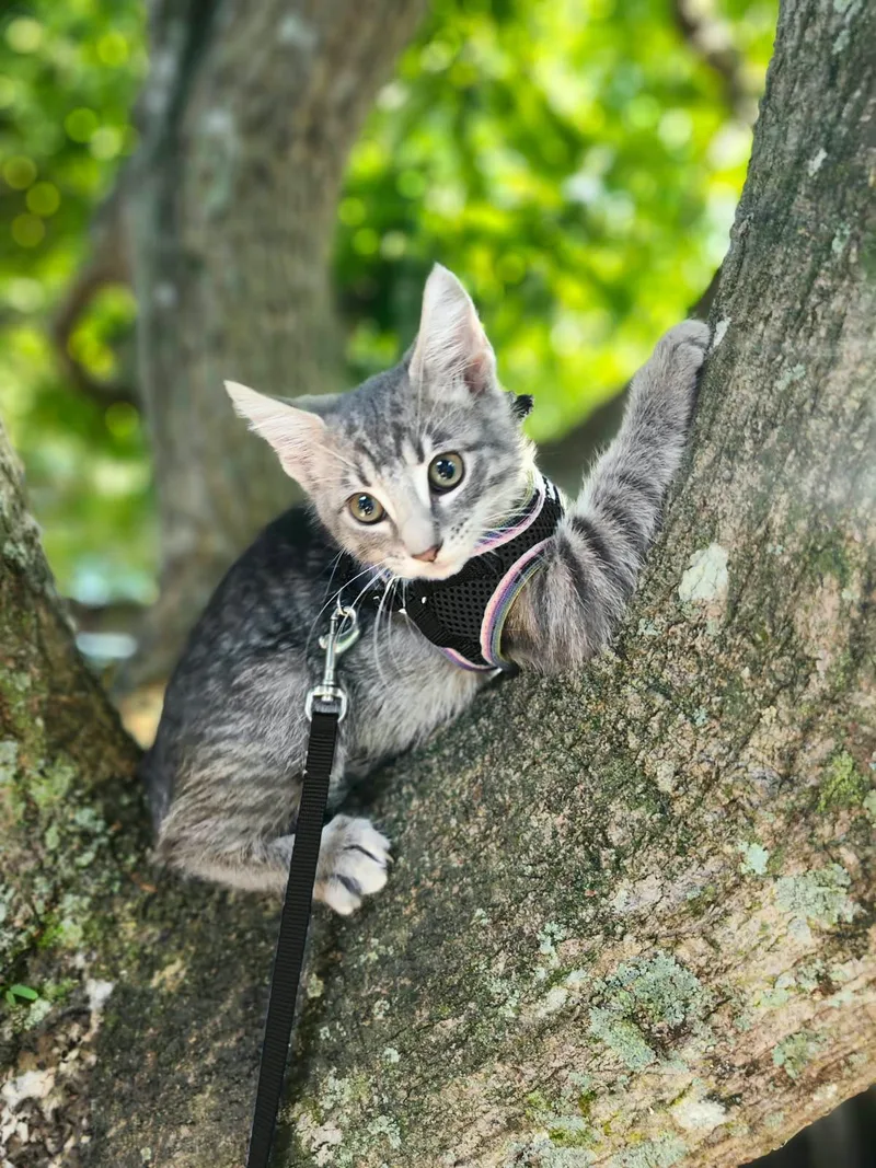 A baby medium-sized female Tabby (Gray / Blue / Silver) Domestic Short Hair cat named Belladonna for adoption in Sunrise, FL