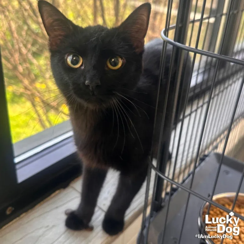 A young medium-sized female Black Domestic Short Hair cat named Edith for adoption in Washington, DC