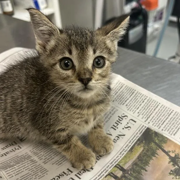 A baby small-sized male Brown / Chocolate Domestic Short Hair cat named Flash for adoption in Houston, TX