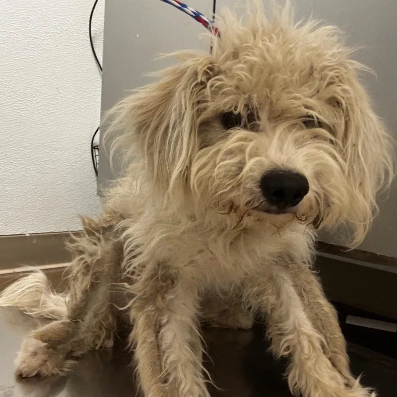 A young small-sized male Poodle (Toy) dog named Shaggy for adoption in Tulsa, OK