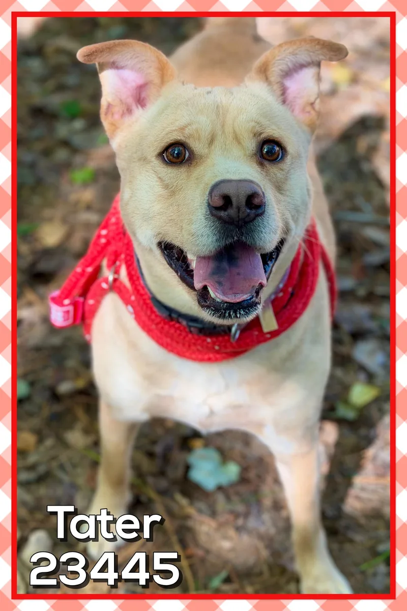 An adult medium-sized male Yellow / Tan / Blond / Fawn Carolina Dog dog named Tater for adoption in Marietta, GA