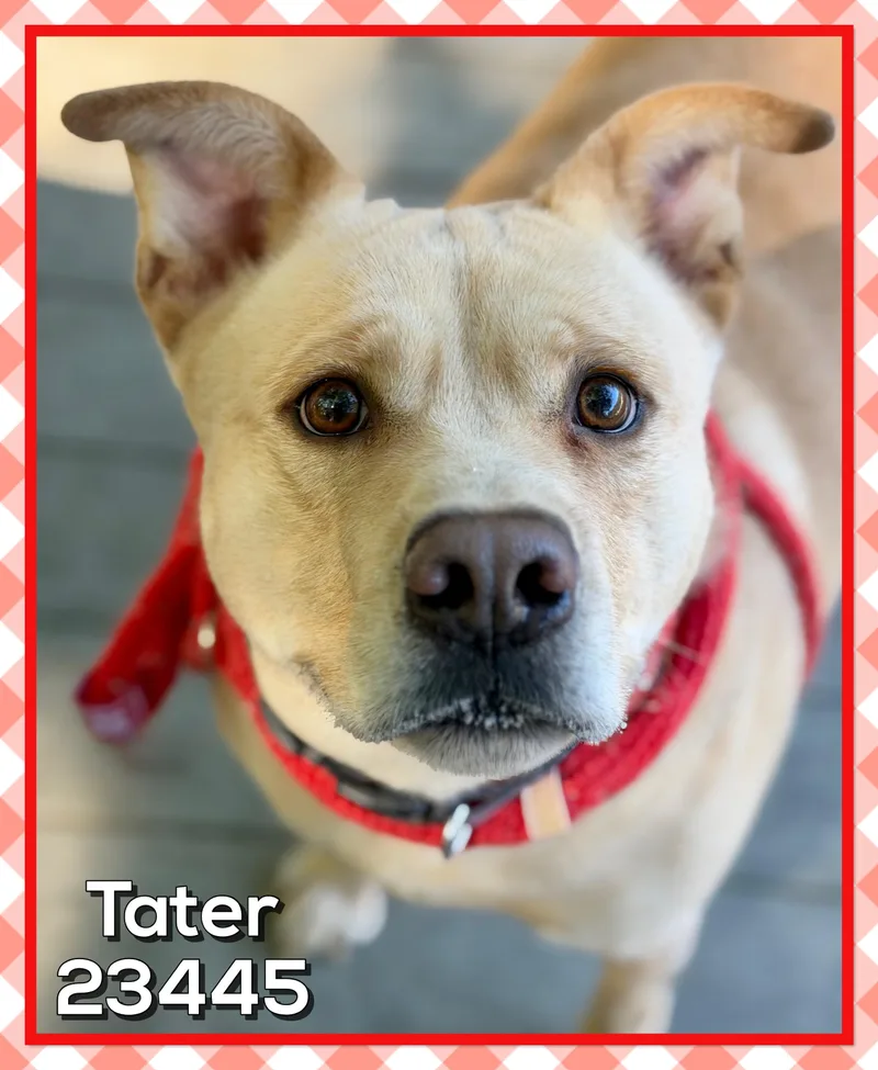 Tater thumbnail 2