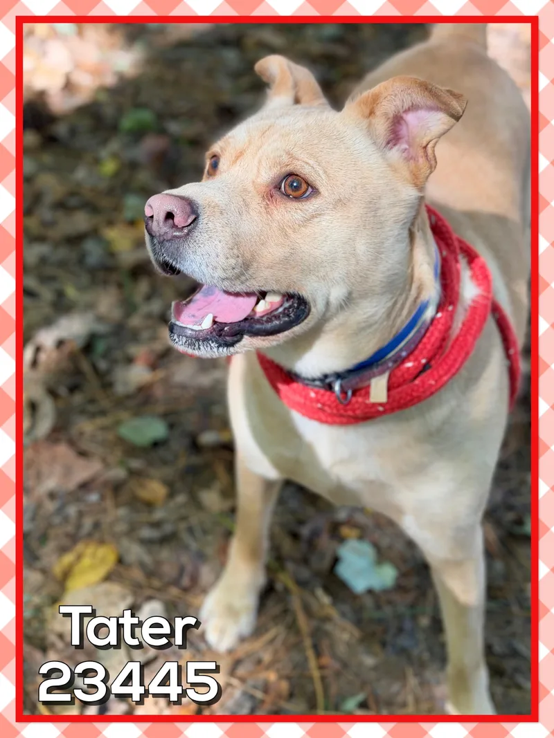 Tater thumbnail 3