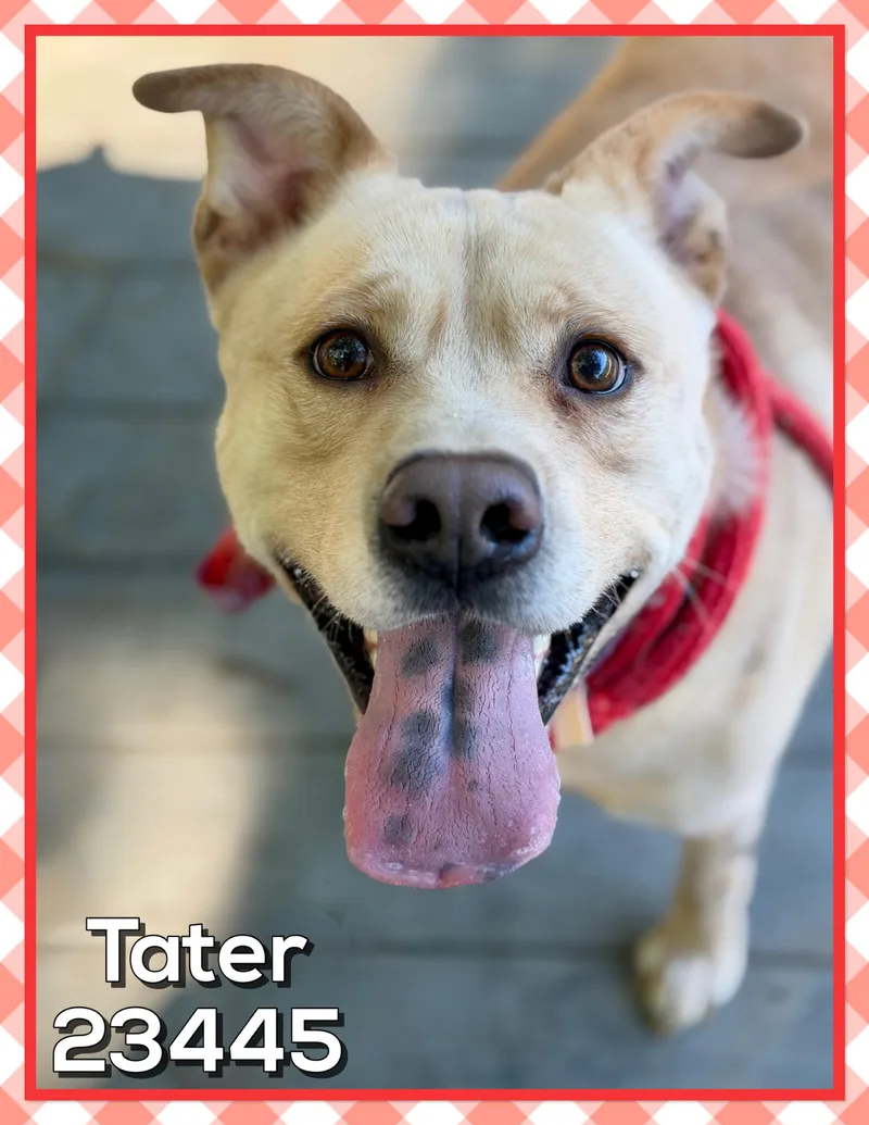 Tater thumbnail 4