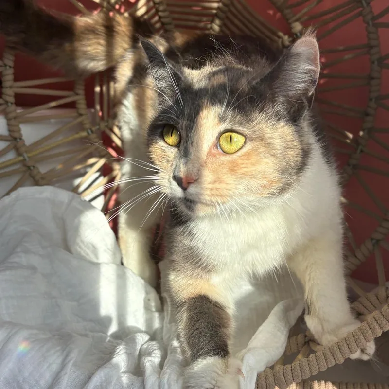 An adult small-sized female Calico Domestic Short Hair cat named Mosaic for adoption in Lexington, KY