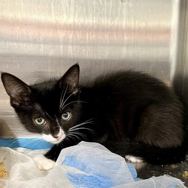 A baby small-sized male Black & White / Tuxedo Domestic Short Hair cat named Puka Shell for adoption in Tavares, FL