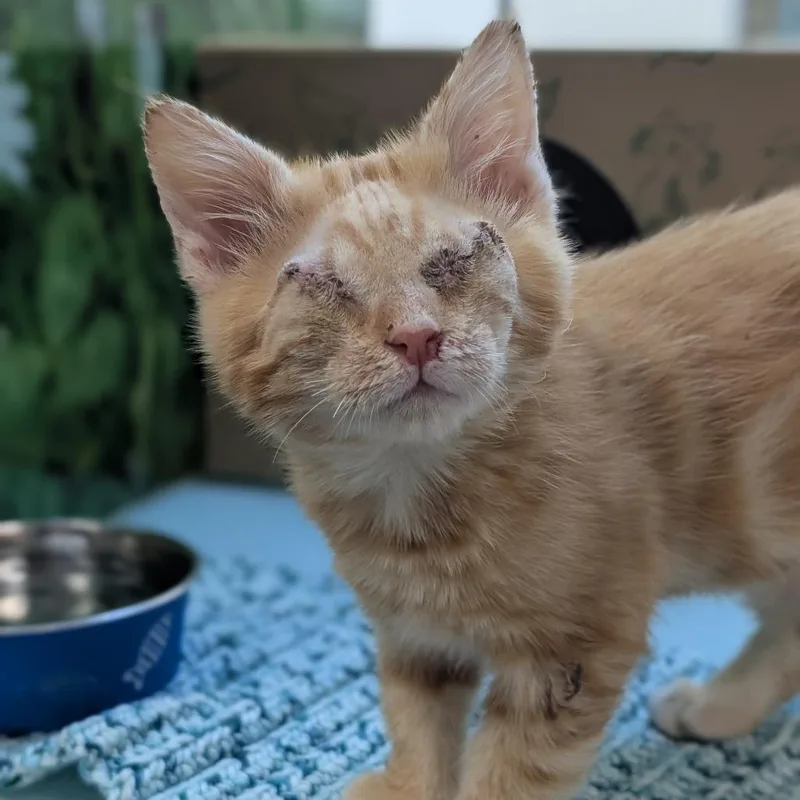 A baby small-sized male Orange / Red Domestic Medium Hair cat named Wafflecone for adoption in Reno, NV