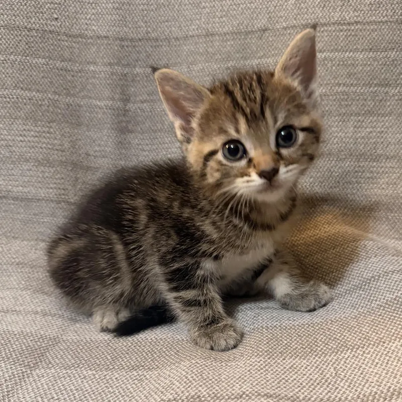 A baby small-sized female Brown / Chocolate Domestic Short Hair cat named Lyra for adoption in Huntsville, AL