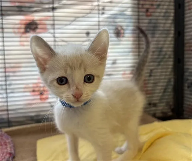 A baby small-sized male Domestic Short Hair cat named Fennec for adoption in Rancho Cucamonga, CA