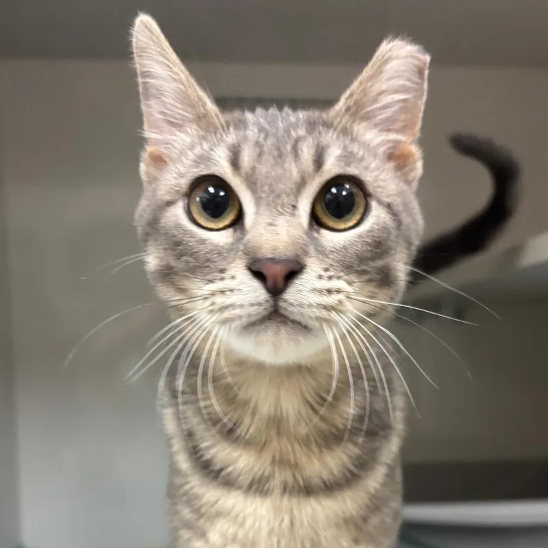 A young medium-sized female Gray / Blue / Silver Domestic Short Hair cat named Jenny for adoption in Redwood City, CA