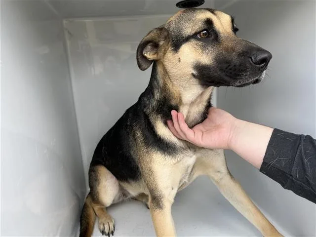 A young large-sized female German Shepherd Dog dog named A for adoption in Houston, TX