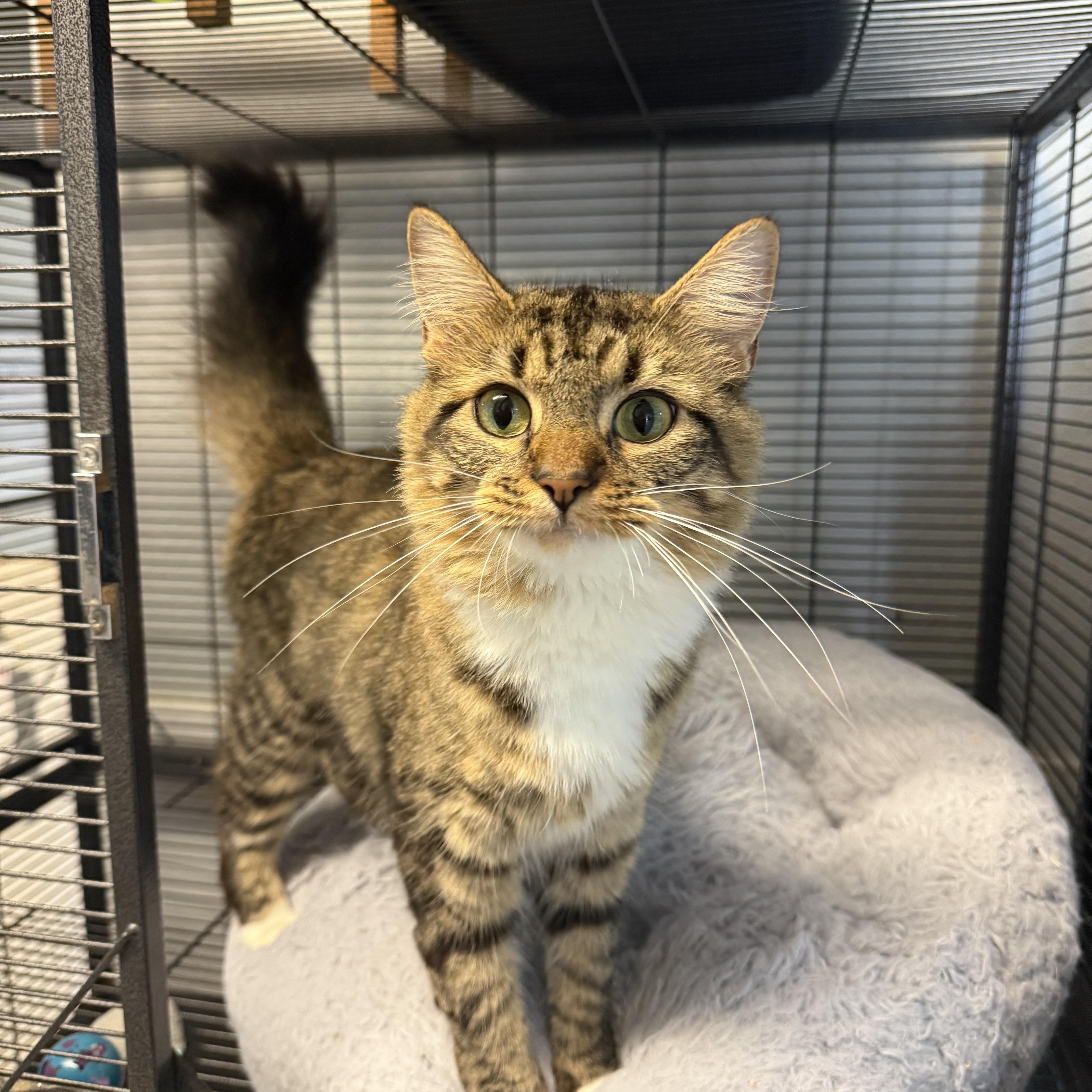 An adult medium-sized female Tabby (Brown / Chocolate) Domestic Medium Hair cat named Crysanthemum for adoption in Hendersonville, TN