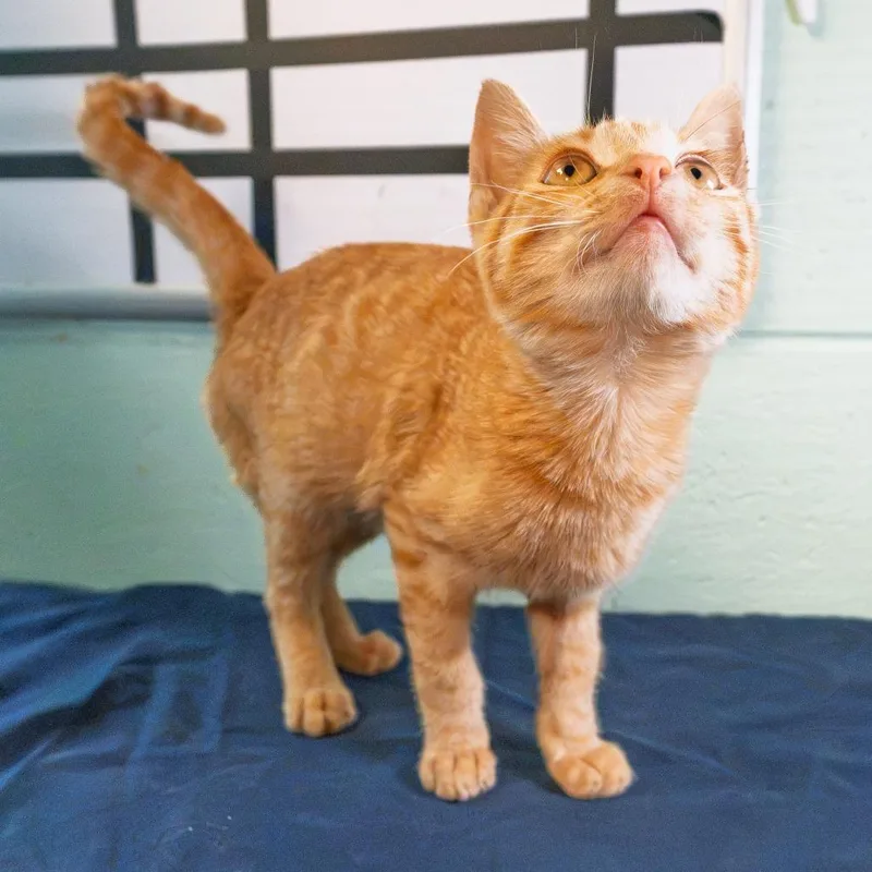 A baby small-sized male Orange / Red Domestic Short Hair cat named Sunray for adoption in South Elgin, IL