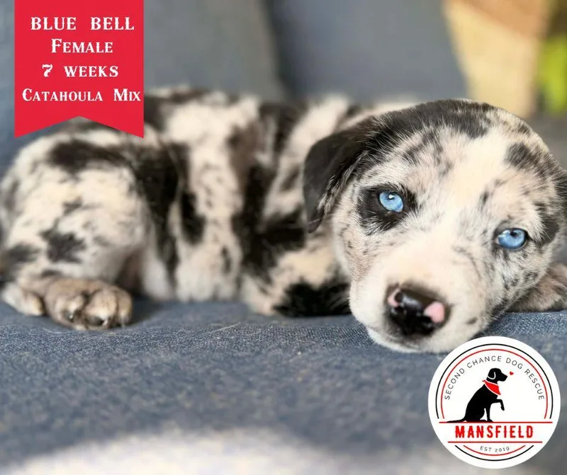 Blue Bell thumbnail 2