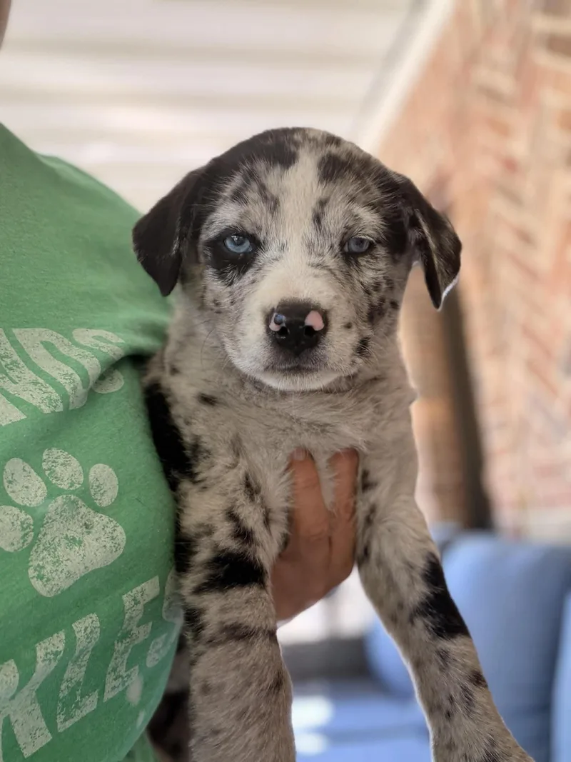 A baby medium-sized male Harlequin Catahoula Leopard Dog dog named Blue Bell for adoption in Mansfield, TX