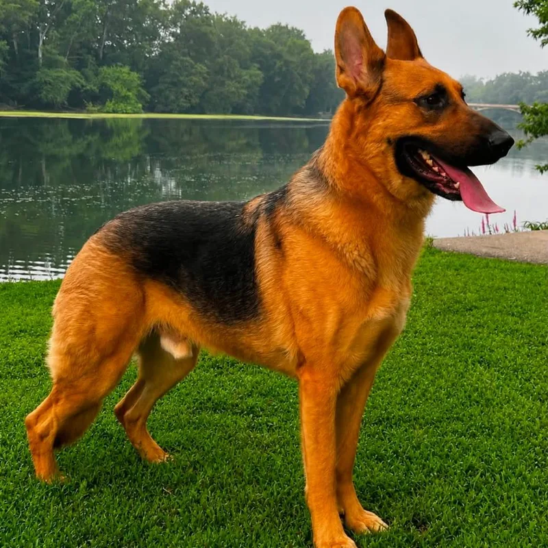 An adult medium-sized male Yellow / Tan / Blond / Fawn German Shepherd Dog dog named Teddy for adoption in New Ringgold, PA