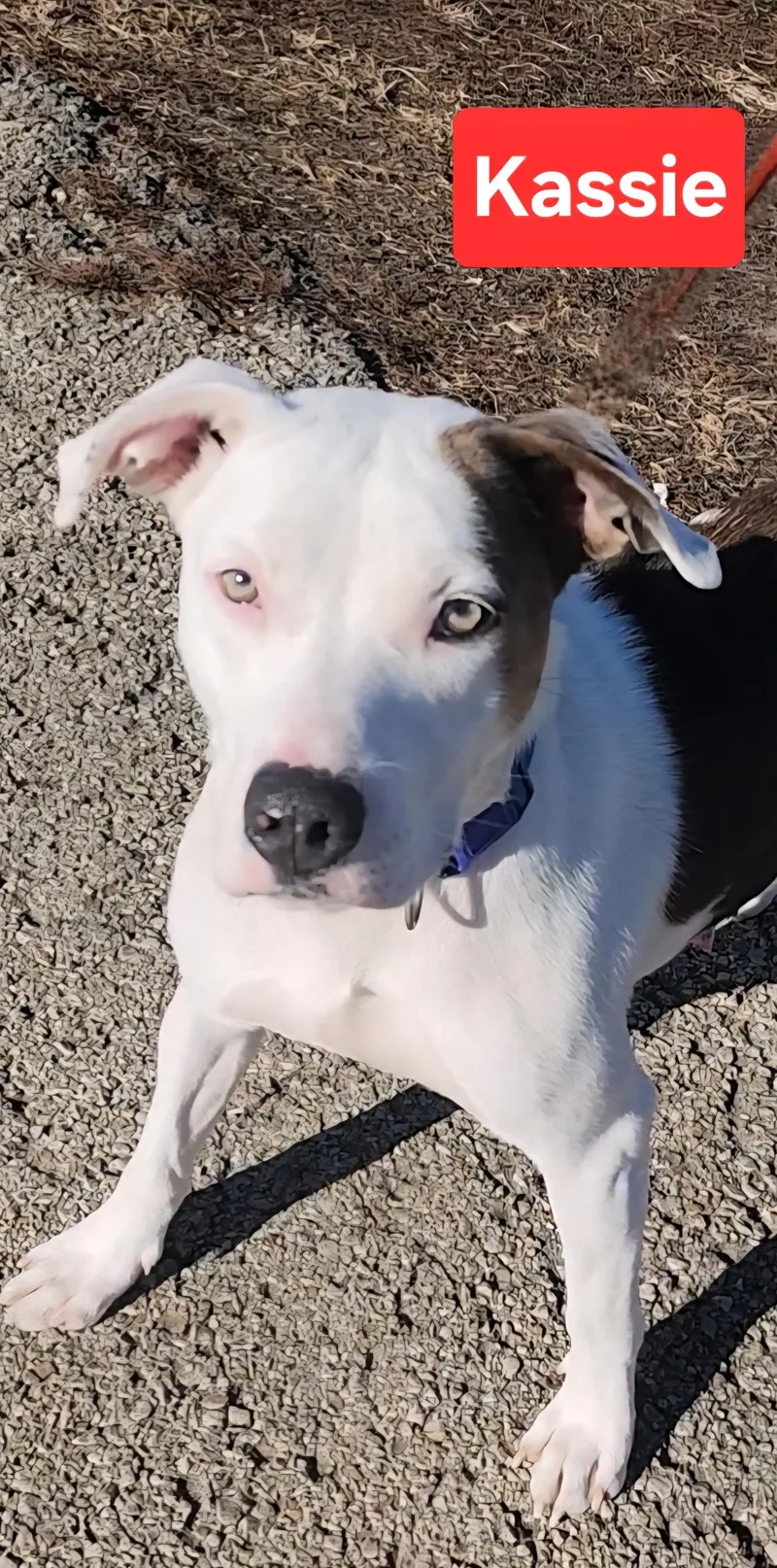 Kassie thumbnail 2