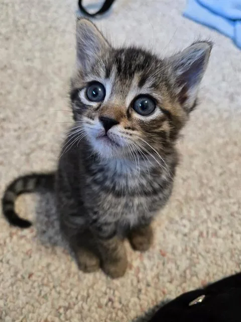A baby small-sized female Domestic Short Hair cat named Cinder for adoption in Kent, WA