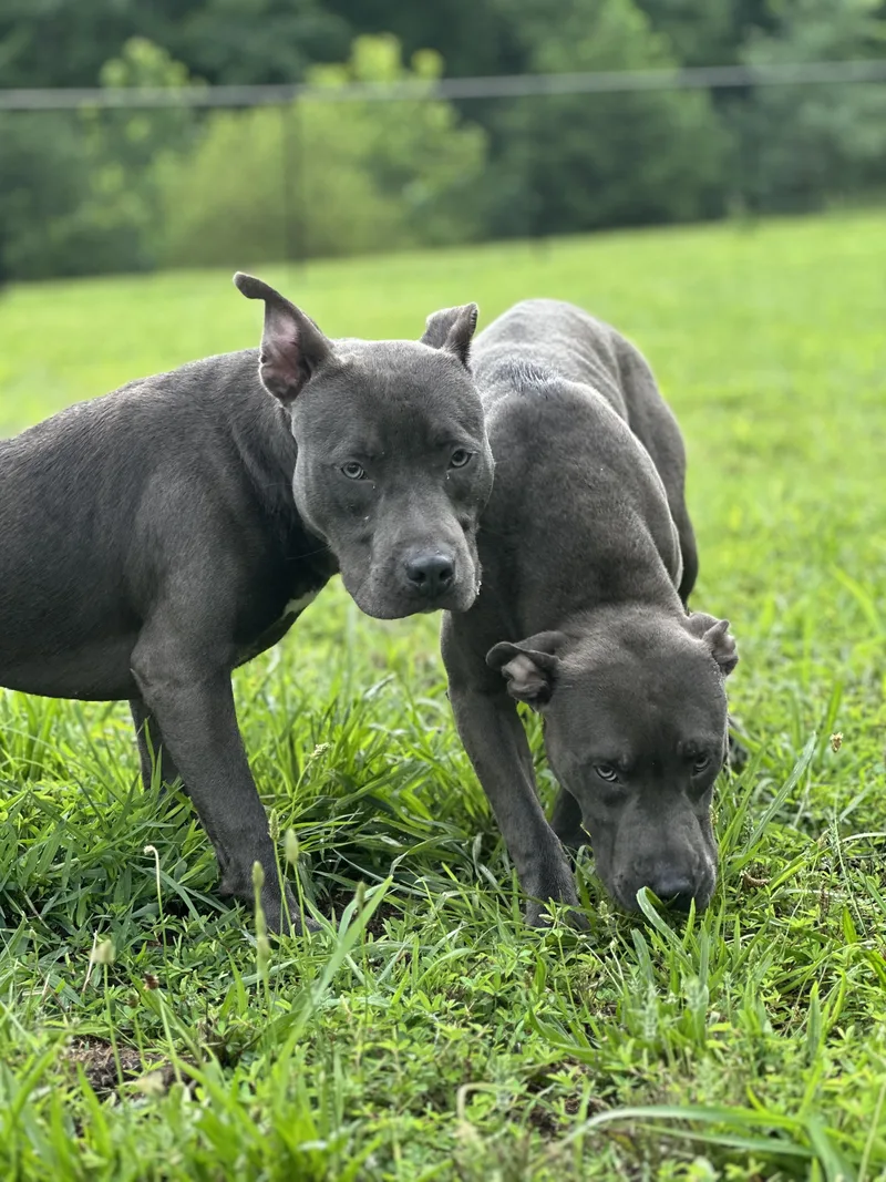 A young medium-sized male Gray / Blue / Silver Pit Bull Terrier dog named Adrian for adoption in Stafford, VA