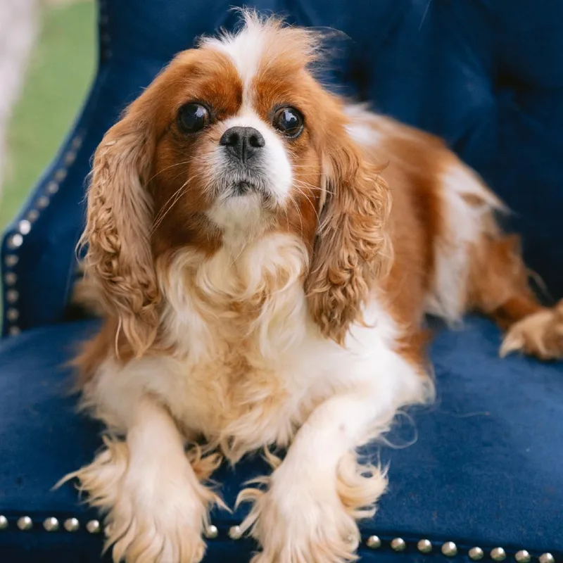 An adult small-sized female Cavalier King Charles Spaniel dog named Sophie for adoption in Zionsville, IN