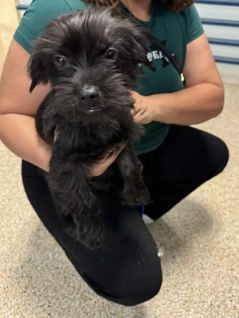 Milo