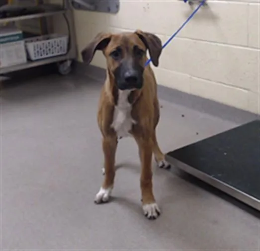 A baby small-sized female Black Mouth Cur dog named Cider for adoption in Denver, CO