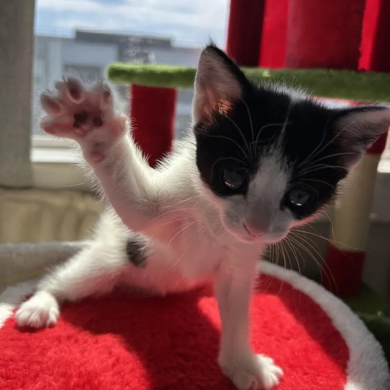 A baby medium-sized female Black & White / Tuxedo Domestic Short Hair cat named Mia Maebelle for adoption in Easley, SC