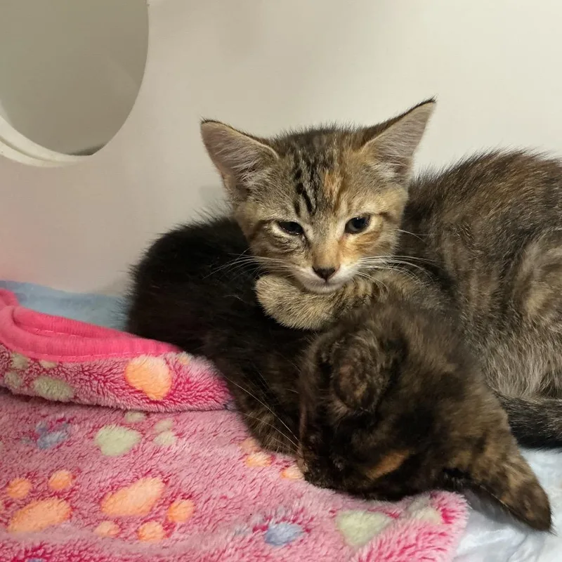 A baby small-sized female Brown / Chocolate Domestic Short Hair cat named Flannel for adoption in Elizabeth City, NC