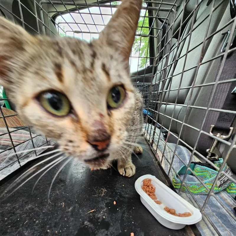 A young medium-sized female Brown / Chocolate Domestic Short Hair cat named Bobbie for adoption in Lake Jackson, TX