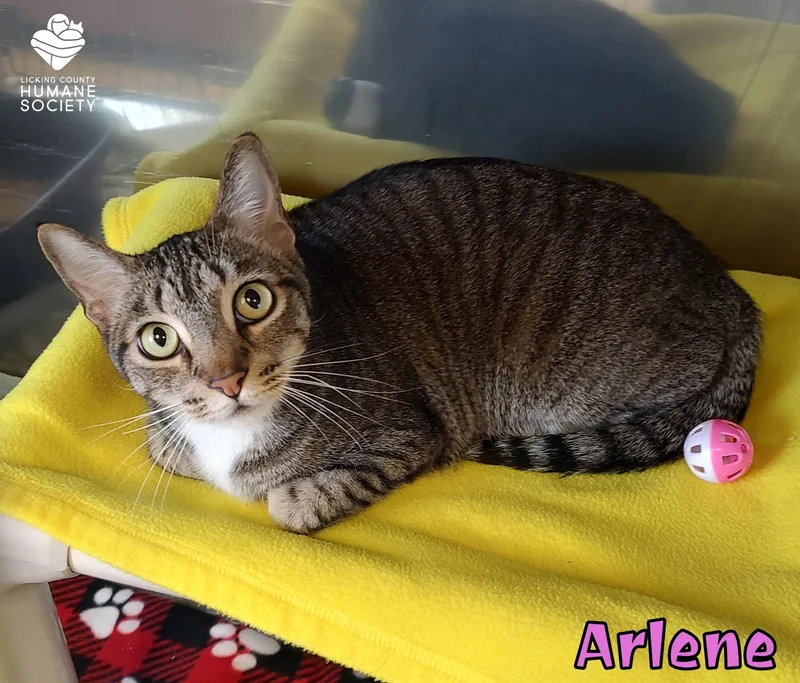 An adult medium-sized female Domestic Short Hair cat named Arlene for adoption in Heath, OH