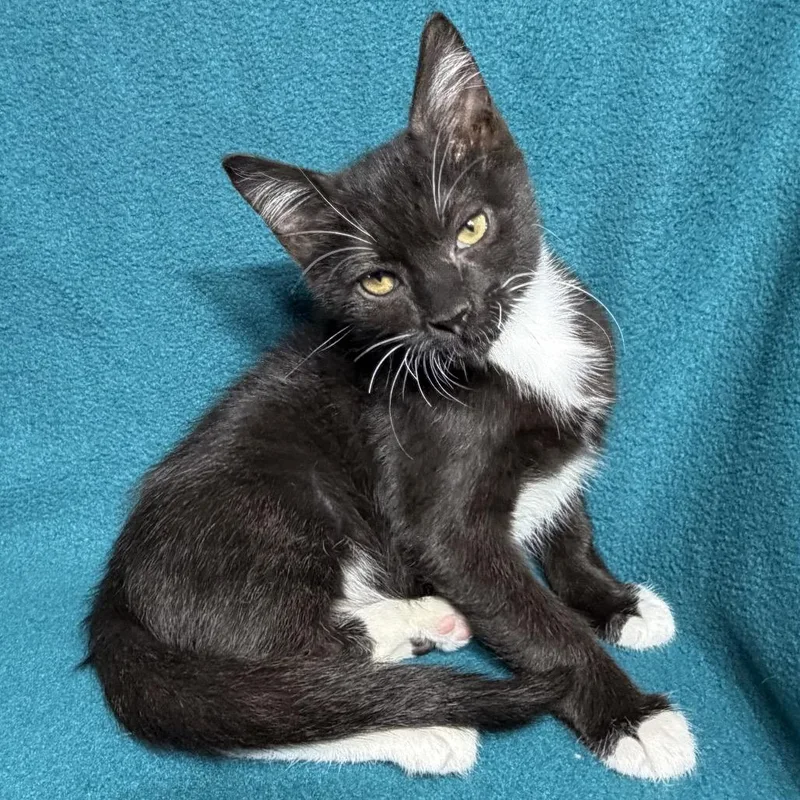 A baby small-sized male Domestic Short Hair cat named Luffy for adoption in Spokane, WA