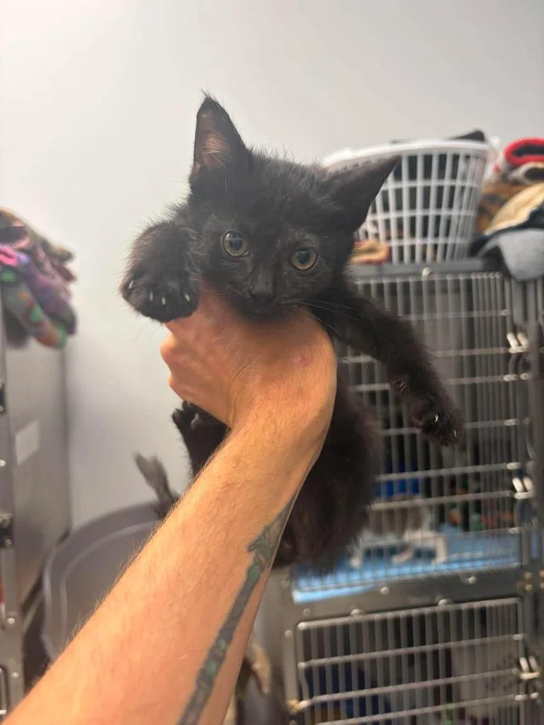 A baby medium-sized male Domestic Short Hair cat named Atticus for adoption in Republic, MO
