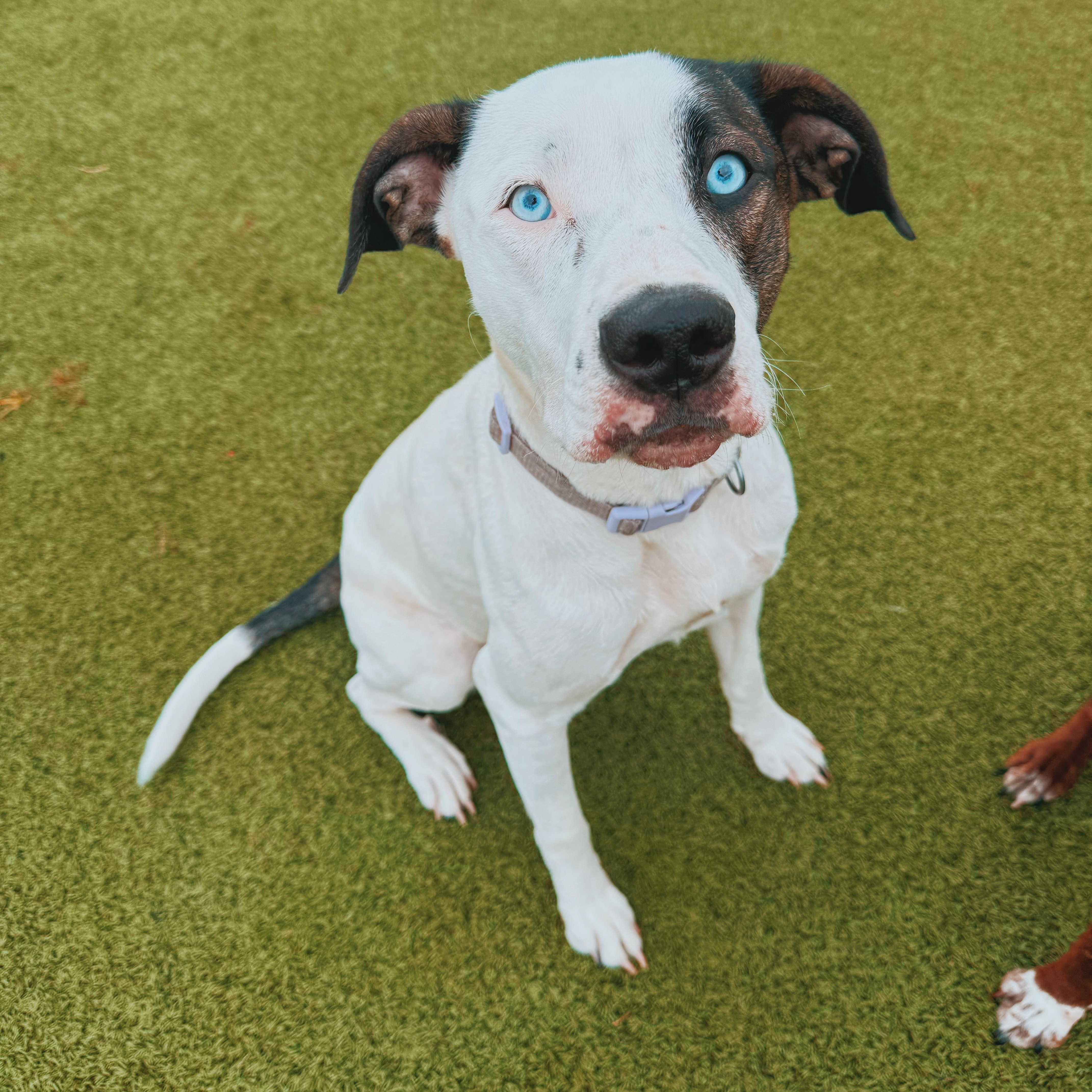 An adult medium-sized female White / Cream Australian Cattle Dog / Blue Heeler named Nova for adoption in Hays, KS