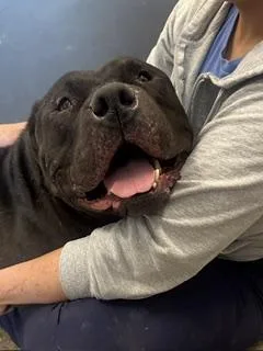 An adult large-sized male Pit Bull Terrier dog named Maharaja for adoption in Cleveland, OH