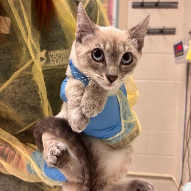 A baby medium-sized male Siamese cat named Galaxy for adoption in Murray, UT