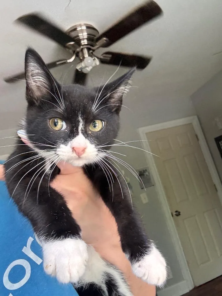 A baby medium-sized male Domestic Short Hair cat named Chuck for adoption in Cumming, GA
