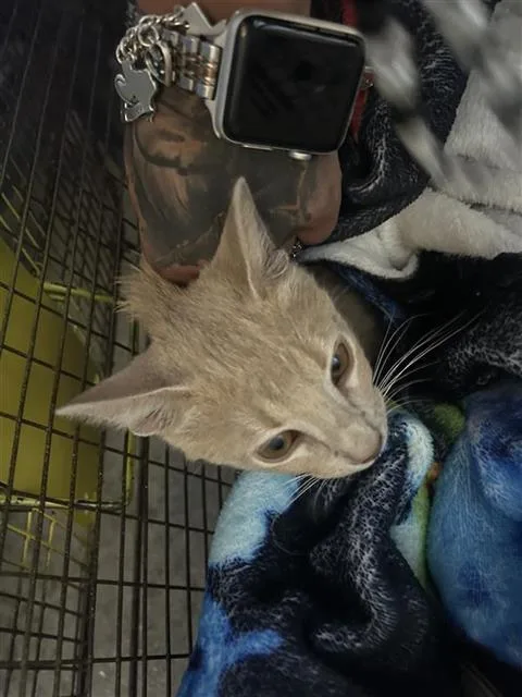 A baby small-sized female Domestic Short Hair cat named Charm for adoption in San Antonio, TX