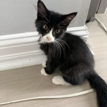 A baby medium-sized male Tuxedo cat named Yang for adoption in atlanta, GA