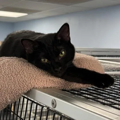A young small-sized male Domestic Short Hair cat named Archie for adoption in Mount Pleasant, IA