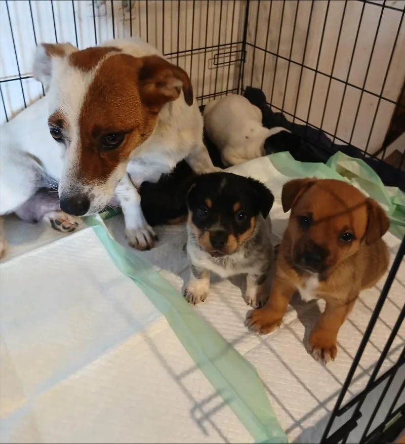 A young small-sized female Smooth Fox Terrier dog named Carli for adoption in Thompson Falls, MT