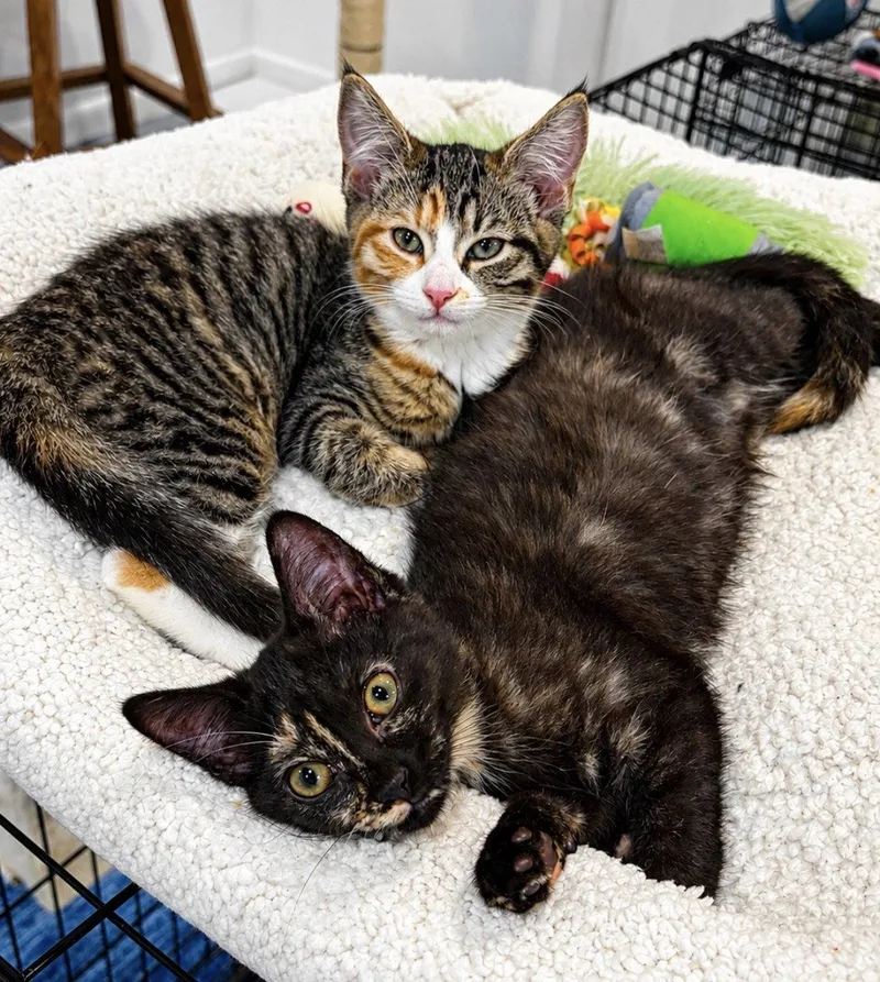 A baby medium-sized female Domestic Short Hair cat named Hooter for adoption in Broomall, PA
