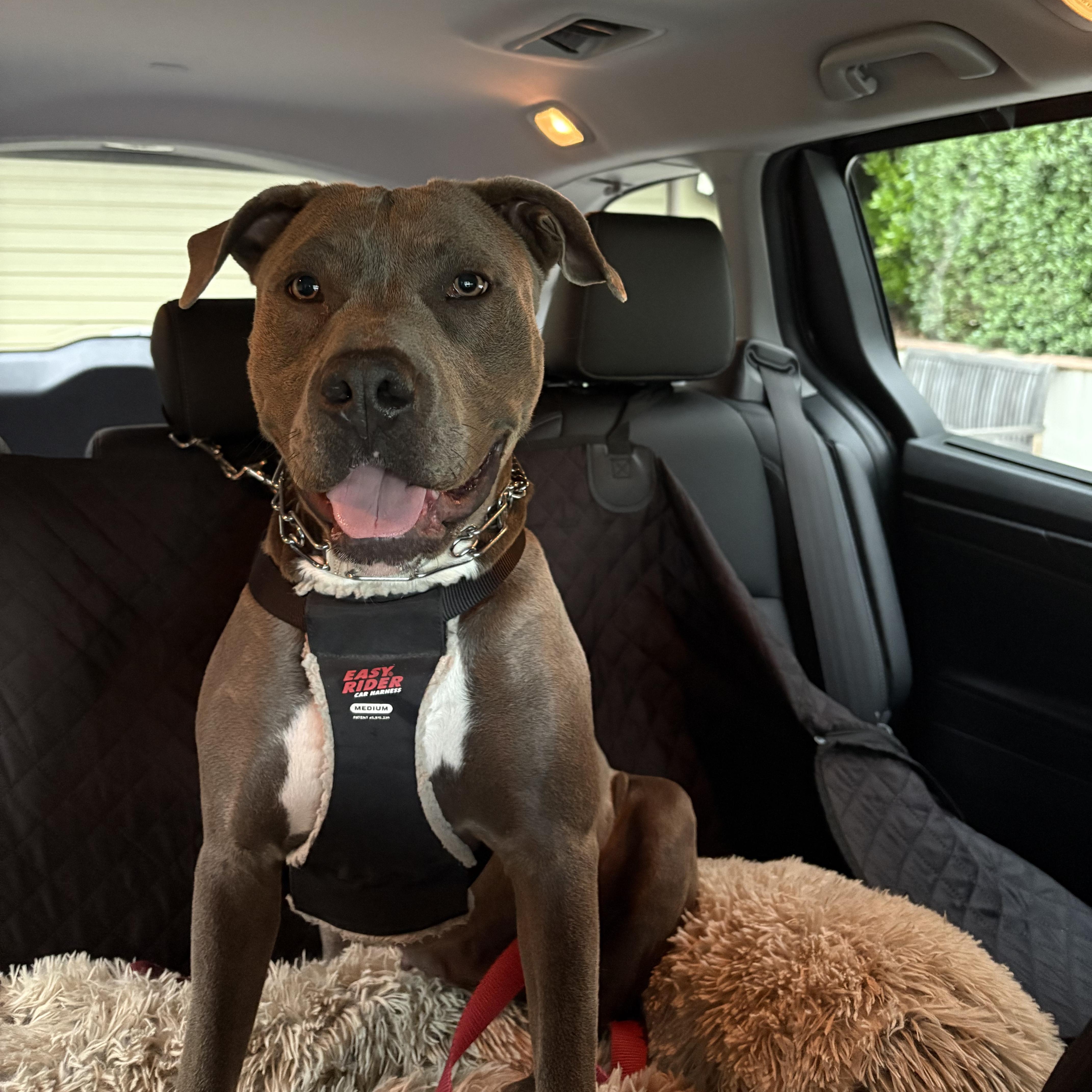 Lavender thumbnail 2