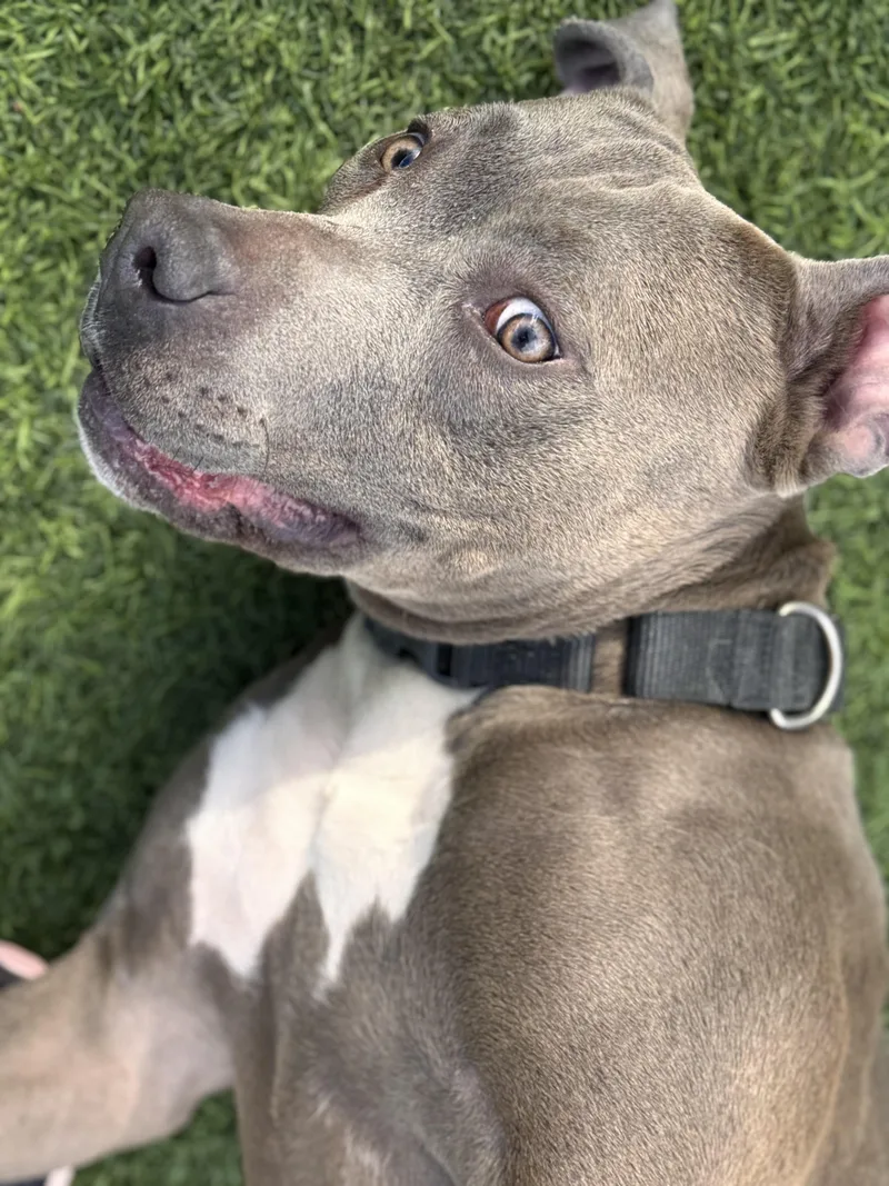 Lavender thumbnail 4